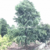 江蘇蘇圃中山杉