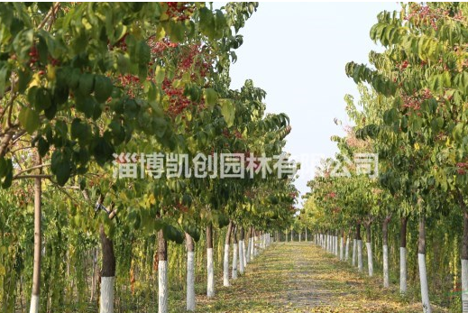 大量供應絲棉木，大葉絲棉木，絲綿木，衛矛科景觀樹