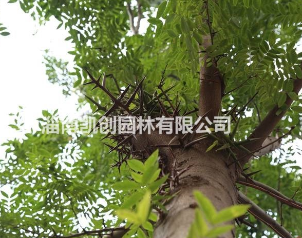 皂角、山東皂角基地、皂角苗木批發、淄博凱創園林、皂角苗圃