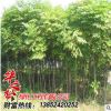 工程園林綠化 基地直銷欒樹植物 黃山欒樹 綠化行道樹 量大價(jià)優(yōu)