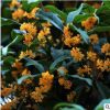 嫁接四季桂花樹苗盆栽室內(nèi)庭院地栽種植金桂沉香丹桂濃香型花卉