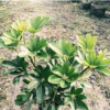 四川成都溫江低價出售鴨腳木