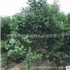 批發(fā)大葉女貞苗 叢生大葉女貞 園林綠化苗木 規(guī)格齊全 量大優(yōu)惠