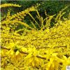 基地批發(fā)工程綠化苗連翹 行道綠化連翹小苗 規(guī)格齊全 量大優(yōu)惠