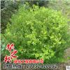 批發(fā)供應(yīng)綠化樹木 小葉黃楊 灌叢地被 易存活小葉黃楊球量大價(jià)優(yōu)