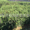 產(chǎn)地直供綠化苗法國冬青 珊瑚樹苗綠籬高0.8-1.8米