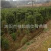 基地批發(fā)法國冬青柱 園林工程綠化苗木 行道籬笆墻四季常青冬青柱