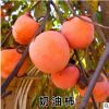 日本甜脆柿子樹苗嫁接果樹苗南方北方種植當年結果火晶奶油柿子樹