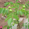 核桃苗產量高核桃樹苗 8518多品種品質好適合南北方種植當年結果