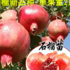 突尼斯軟籽石榴樹苗四季紅石榴苗水晶無籽南方北方種植當年結果
