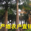 國王椰子產地直銷 農戶直接報價 物美價廉 歡迎來電咨詢