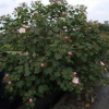 木芙蓉/芙蓉花/拒霜花/木蓮/地芙蓉/華木各種規格大量供應