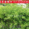 金銀木供應(yīng)金銀木出售【金銀木】河北金銀木金銀木價格金銀木批發(fā)
