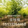 【金枝槐】河北金枝槐報價/金枝槐生產(chǎn)廠家/定州金枝槐*新價格