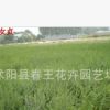 基地直銷批發小葉女貞 小葉女貞小苗 花卉基地直銷 小葉女貞苗