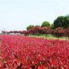 供應園林綠化苗木 紅葉石楠球 紅葉石楠樹苗 大苗小苗 工程苗批發