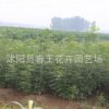 批發基地直銷優質白臘樹 白蠟小苗大苗批發 規格齊全 價格優惠