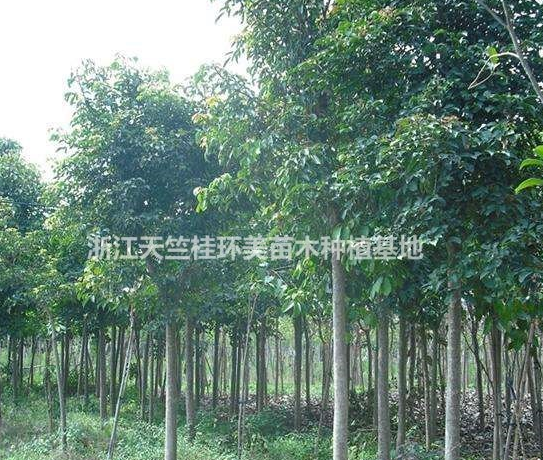 榕樹 福建榕樹基地 截桿榕樹價格 紅皮榕樹批發(fā)價格行情