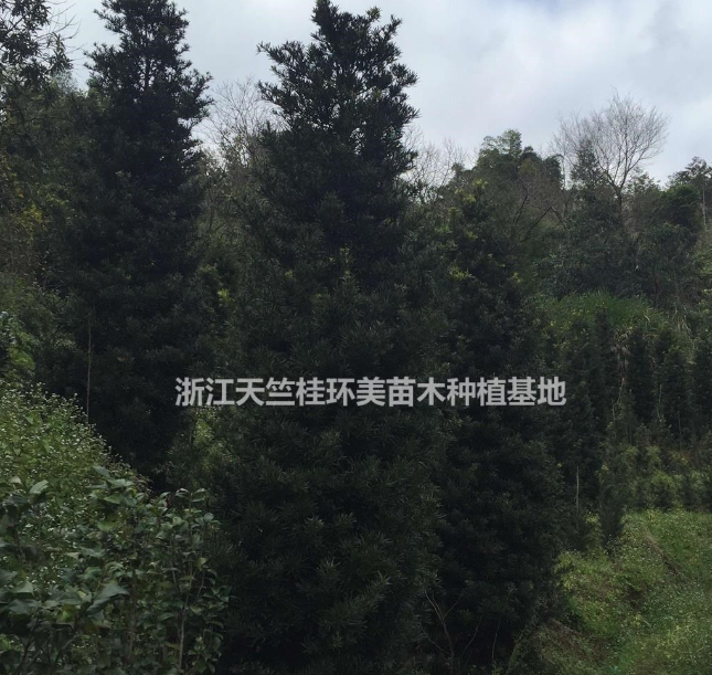 羅漢松斷根苗 福建羅漢松假植苗 浙江造型羅漢松坯子批發(fā)