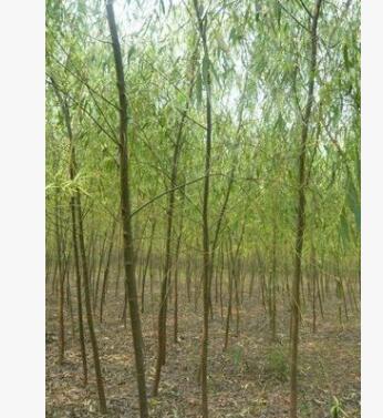 優質金絲柳樹苗河南省低價大量出售/基地直銷
