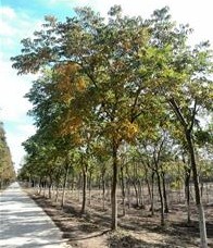 全冠無患子