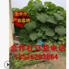4-5公分泡桐樹苗 大量出售（合作社基地直銷/質量保證/價格低）