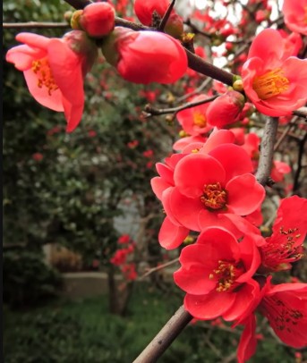 紅梅