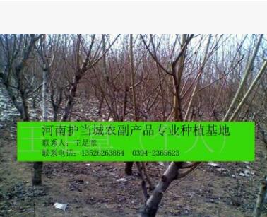 大量出售各種規格的占地用桃樹（基地直銷/質量保證/價格優惠）