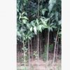 優質大葉女貞樹苗河南省低價大量出售各種規格/基地直銷/價格優惠