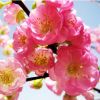 批發綠化工程榆葉梅 街道榆葉梅樹苗碧桃 榆葉梅花嫁接