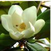 批發廣玉蘭庭院植物玉蘭苗 廣玉蘭苗 庭院花卉苗木玉蘭樹苗