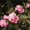 木槿樹苗 批發園林綠化苗木 木槿花苗庭院觀花植物精品盆栽