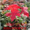 批發紅楓小苗 紅楓苗 美國紅楓樹苗 赤楓苗 日本紅楓嫁接苗包活