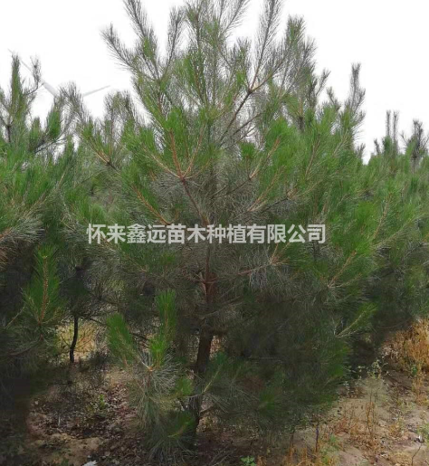 張家口懷來縣供應大量油松