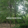 白臘，供應優質白臘