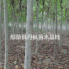 法桐，鄢陵優質法桐