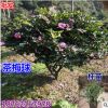 批發供應茶梅苗 茶梅球 茶梅杯苗 工程綠化金品球 南北方種植