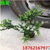 批發龜甲冬青苗球 龜甲冬青大球 南北方種植工程苗 灌木綠化長綠