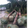 皇后葵 金山葵 耐寒植物 頭徑20~40cm 桿高1-3米 基地直銷