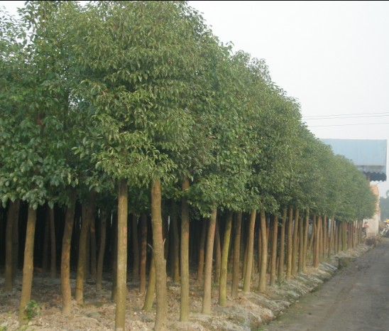 香樟