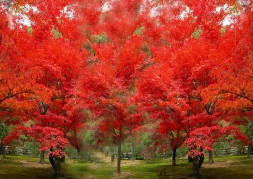 紅楓