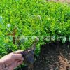 小葉扶芳藤 爬行衛(wèi)矛 盆栽四季常青 爬藤植物規(guī)格齊全 苗木基地
