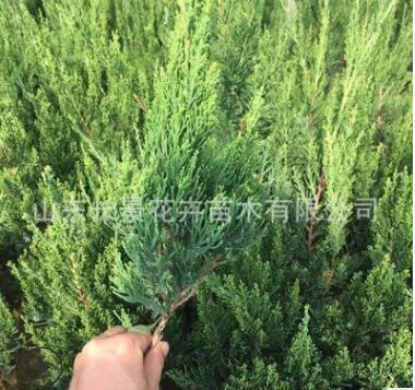 龍柏 小龍柏綠化工程苗 基地直銷規(guī)格齊全