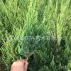 龍柏 小龍柏綠化工程苗 基地直銷規(guī)格齊全