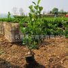衛(wèi)矛上盆衛(wèi)矛 扶芳藤苗木基地直銷 工程用苗 規(guī)格齊全