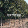 廣玉蘭*新價格