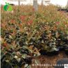 禾豐園綠化 紅葉石楠球 工程綠化苗木 規格齊 紅葉石楠球苗木批發