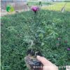 荷蘭菊地被批發 荷蘭菊草花盆栽 適合花壇國慶擺 青州花卉