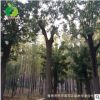 禾豐園 國槐樹苗 綠化工程 大小國槐樹苗行道樹 大國槐樹批發