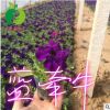 批發(fā)矮牽牛花 盆栽矮牽牛 多種顏色 喇叭花 種植花卉 牽牛花